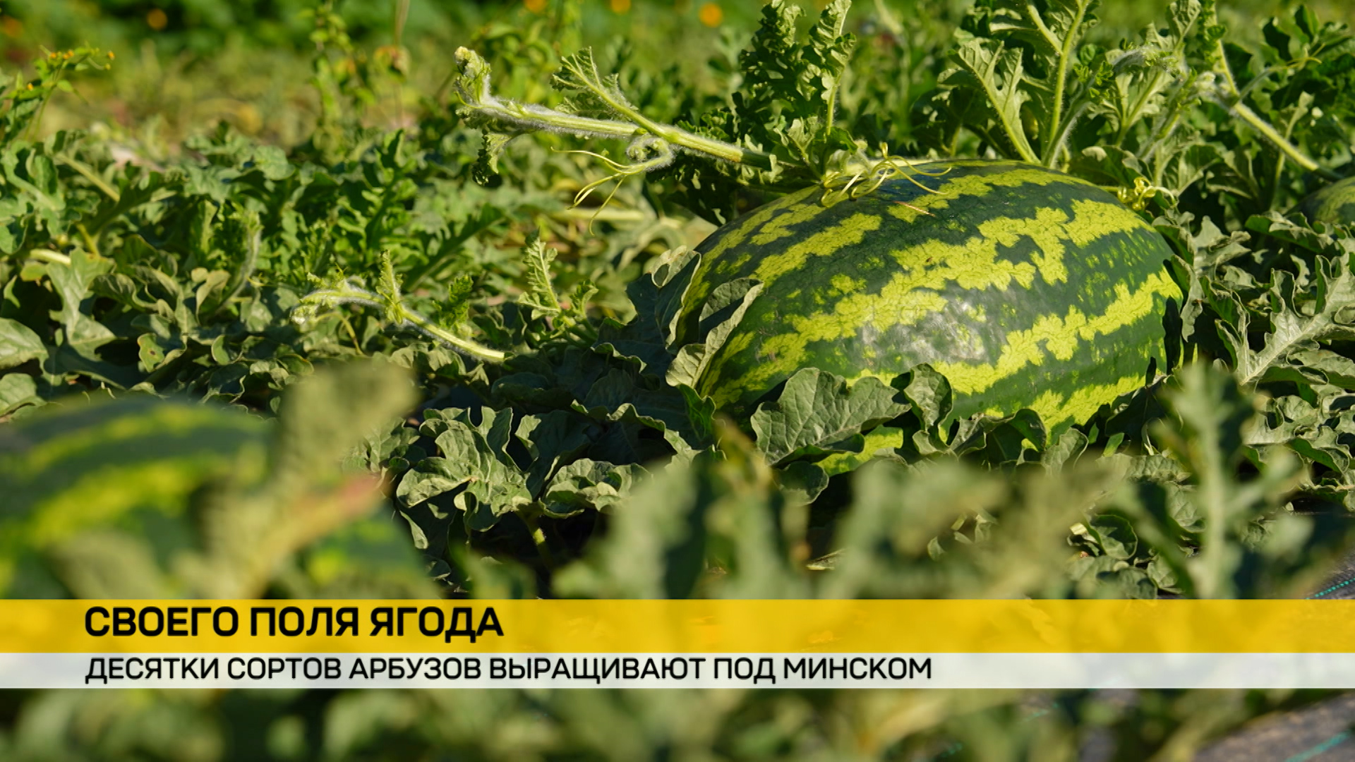 Белорус на своей земле выращивает 28 сортов арбуза
